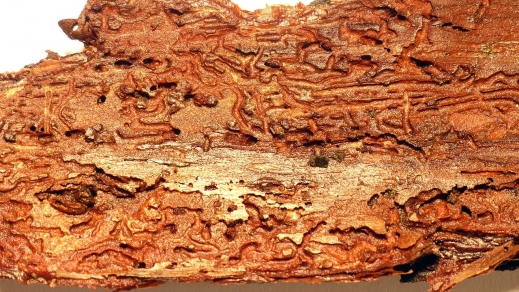 holz_schaedlingshilfe_hamburg_kaputt.jpg